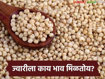 Jwari Market : पुण्यात मालदांडी ज्वारी खातेय भाव, शाळू अन् रब्बी ज्वारीला सरासरी दर काय मिळतोय?  - Marathi News | Latest news Jwari Market average price of Maldandi jowar in Pune, Shalu and Rabi jowar prices | Latest market-yard News at Lokmat.com