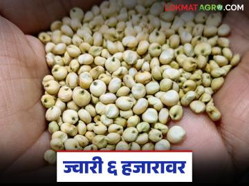 यंदा ज्वारीच्या भाकरीची चव महागणार; मालदांडी ज्वारीला प्रतिक्विंटल काय मिळतोय दर? - Marathi News | This year, the taste of sorghum bhakari will be expensive; What is the price per quintal of Maldandi sorghum? | Latest News at Lokmat.com