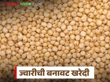 ज्वारीच्या मोजमापाआड 'पाप', बनावट सातबाऱ्याचा वापर, कुठे घडला प्रकार - Marathi News | Latest News Measurement of sorghum using forged satbara Uatra land record document in Jalgoan District | Latest News at Lokmat.com ज्वारीच्या मोजमापाआड 'पाप', बनावट सातबाऱ्याचा वापर, कुठे घडला प्रकार - Marathi News | Latest News Measurement of sorghum using forged satbara Uatra land record document in Jalgoan District | Latest News at Lokmat.com