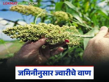 हलक्या, मध्यम अन् भारी जमिनीसाठी ज्वारीचे कुठले वाण बेस्ट राहील, वाचा सविस्तर 