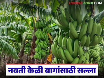 नवती केळी बागेवर पाने पिवळी पडणे, पोगा करपण्याचे प्रमाण वाढले, कृषी विभागाचा महत्वाचा सल्ला  - Marathi News | Latest news important advice from the Agriculture Department for banana crop farmers see details | Latest News at Lokmat.com
