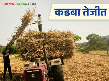 मागील वर्षीच्या तुलनेत ज्वारीच्या कडब्याला मोठी मागणी; शेकडा कसा मिळतोय दर? - Marathi News | There is a greater demand for sorghum fodder compared to last year; How is the price being achieved? | Latest News at Lokmat.com मागील वर्षीच्या तुलनेत ज्वारीच्या कडब्याला मोठी मागणी; शेकडा कसा मिळतोय दर? - Marathi News | There is a greater demand for sorghum fodder compared to last year; How is the price being achieved? | Latest News at Lokmat.com