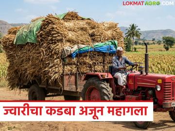 Jowar Fodder : ज्वारीच्या वैरणीची पेंडी महागली; वाचा ज्वारीच्या कडब्याला शेकडा काय मिळतोय दर? - Marathi News | Sorghum flour has become expensive; Read: What is the price per hectare of sorghum flour? | Latest News at Lokmat.com