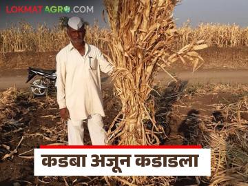 शाळूचे क्षेत्र यंदा कमी झाल्याने कडबा अजून महागला; पेंडीचा दर किती रुपयांवर गेला? - Marathi News | sorghum dry fodder have become even more expensive; how much has the price of per bunch? | Latest News at Lokmat.com