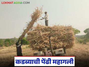 ज्वारीच्या क्षेत्रात घट, कडब्याची पेंढी महागली; वाचा शेकडा काय मिळतोय दर? - Marathi News | Sorghum area decreases, a fodder of sorghum becomes more expensive; Read what is the rate being paid per person? | Latest News at Lokmat.com