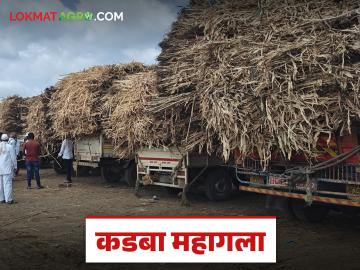 हिरवा चारा मुबलक पण कडब्याची आवक घटली; कडब्याला शेकडा काय मिळतोय दर? - Marathi News | Green fodder is abundant but the arrival of kadaba has decreased; What is the percentage rate being paid for kadaba? | Latest agri-business News at Lokmat.com