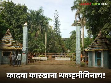 Agriculture News : नाशिकचा कादवा साखर कारखाना शासनाच्या थकहमीविनाच, वाचा सविस्तर  - Marathi News | Latest News Agriculture News Nashik's Kadwa Sugar Factory without government guarantee, read in detail  | Latest News at Lokmat.com