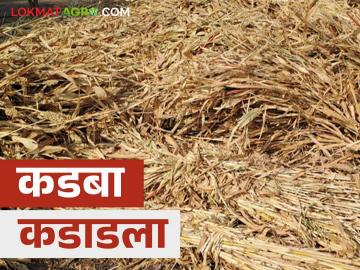 Kadba Bajar Bhav : मराठवाड्याच्या कडब्याला मोठी मागणी; शेकडा कसा मिळतोय दर? - Marathi News | Kadba Bajar Bhav : There is a huge demand for Marathwada's Kadba dry fodder; How is the price being achieved? | Latest News at Lokmat.com Kadba Bajar Bhav : मराठवाड्याच्या कडब्याला मोठी मागणी; शेकडा कसा मिळतोय दर? - Marathi News | Kadba Bajar Bhav : There is a huge demand for Marathwada's Kadba dry fodder; How is the price being achieved? | Latest News at Lokmat.com