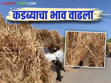 शाळूच्या कडब्याला मागणी वाढली; शेकडा कसा मिळतोय दर? वाचा सविस्तर - Marathi News | Demand for dry sorghum fodder has increased; How is the greeting price for hundred bunch? Read in detail | Latest News at Lokmat.com शाळूच्या कडब्याला मागणी वाढली; शेकडा कसा मिळतोय दर? वाचा सविस्तर - Marathi News | Demand for dry sorghum fodder has increased; How is the greeting price for hundred bunch? Read in detail | Latest News at Lokmat.com
