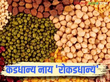 मुख्य पिकासोबत तसेच बांधावर कडधान्यांची लागवड कमवून देईल अधिकची रोकड - Marathi News | Cultivation of pulses along with the main crop and on farm bunds will earn more cash | Latest News at Lokmat.com मुख्य पिकासोबत तसेच बांधावर कडधान्यांची लागवड कमवून देईल अधिकची रोकड - Marathi News | Cultivation of pulses along with the main crop and on farm bunds will earn more cash | Latest News at Lokmat.com