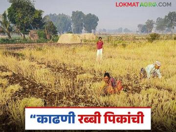 Rabbi Crop Harvesting : रब्बी पिके योग्य वेळी काढा, नुकसान टाळा, योग्य वेळ कोणती? वाचा सविस्तर - Marathi News | Latest News Rabbi Crop Management see right time to harvest rabi crops see details | Latest News at Lokmat.com Rabbi Crop Harvesting : रब्बी पिके योग्य वेळी काढा, नुकसान टाळा, योग्य वेळ कोणती? वाचा सविस्तर - Marathi News | Latest News Rabbi Crop Management see right time to harvest rabi crops see details | Latest News at Lokmat.com