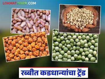 रब्बीत कडधान्यांचा बोलबाला; शेतकऱ्यांचा नव्या ट्रेंडकडे कल वाढला, सविस्तर वाचा - Marathi News | latest news Pulses dominate in Rabi season; Farmers' inclination towards new trends increases, read in detail | Latest News at Lokmat.com