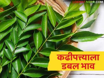 एका महिन्यात कढीपत्त्याचा बाजारभाव झाला दुप्पट; वाचा आजमितीला काय मिळतोय दर? - Marathi News | The market price of curry leaves has doubled in a month; Read what is the price being offered? | Latest News at Lokmat.com एका महिन्यात कढीपत्त्याचा बाजारभाव झाला दुप्पट; वाचा आजमितीला काय मिळतोय दर? - Marathi News | The market price of curry leaves has doubled in a month; Read what is the price being offered? | Latest News at Lokmat.com