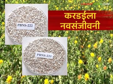 New Safflower Varieties : करडई पिकाला नवसंजीवनी; वनामकृविच्या वाणांना केंद्राची मंजुरी - Marathi News | latest news New Safflower Varieties: A revival for safflower crop; Center approves varieties for afforestation | Latest News at Lokmat.com