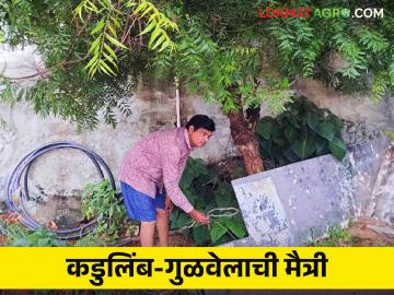 Agriculture News : कडुलिंब-गुळवेलाची मैत्री, शिक्षकाने जोपासली, नेमकी कशी? वाचा सविस्तर  - Marathi News | Latest News 500 Gulvela plantation under neem trees by teacher Read in detail  | Latest News at Lokmat.com