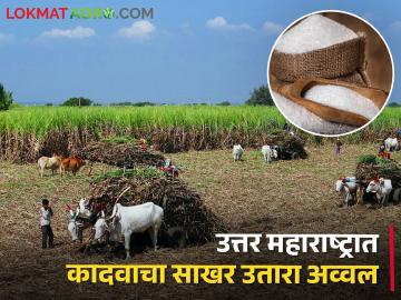 उत्तर महाराष्ट्रात कादवाचा साखर उतारा ठरला अव्वल, चार लाख क्विंटल साखरेची निर्मिती - Marathi News | Latest News In North Maharashtra, sugar production of Kadwa was top four quintal sugar production | Latest News at Lokmat.com