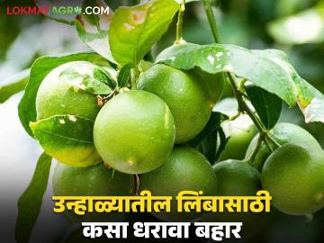 कागदी लिंबाला चांगला बाजारभाव मिळण्यासाठी कोणता बहार धरावा वाचा सविस्तर - Marathi News | Read in detail which bahar to hold to get a good market price for kagzi lemon | Latest News at Lokmat.com