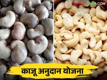 Kaju Bee Anudan Yojana : काजू उत्पादक शेतकऱ्यांसाठी काजू बी अनुदान योजनेला मुदतवाढ वाचा सविस्तर - Marathi News | Kaju Bee Anudan Yojana : Extension of cashew seed subsidy scheme for cashew farmers Read more | Latest News at Lokmat.com