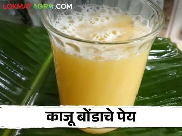 आता काजू बोंडे जाणार नाहीत वाया; या तरुणाने केला प्रयोग करू शकता मोठा उद्योग - Marathi News | Now cashew wet nuts will not go to waste; This young man can experiment with big industry | Latest News at Lokmat.com आता काजू बोंडे जाणार नाहीत वाया; या तरुणाने केला प्रयोग करू शकता मोठा उद्योग - Marathi News | Now cashew wet nuts will not go to waste; This young man can experiment with big industry | Latest News at Lokmat.com