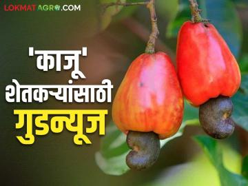 काजू पीक पाहणीसाठी ब्राझीलची टीम येणार; काजू बोंडावर प्रक्रिया करण्यासाठी संशोधन - Marathi News | Brazilian team to visit to inspect cashew crop; Research to process cashew nuts | Latest News at Lokmat.com