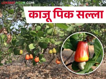 काजू पिकातील कीड नियंत्रण कसे कराल? - Marathi News | How to control pests in cashew crop? | Latest News at Lokmat.com काजू पिकातील कीड नियंत्रण कसे कराल? - Marathi News | How to control pests in cashew crop? | Latest News at Lokmat.com