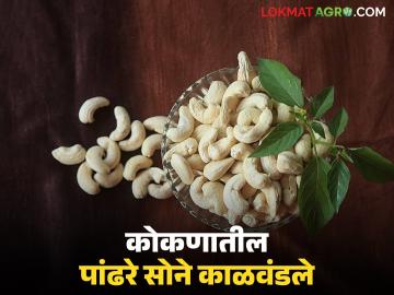 राज्यातील काजू निर्यातीसाठी अमर्याद संधी; काय आहेत अडचणी? कशी वाढेल निर्यात? वाचा सविस्तर - Marathi News | Unlimited opportunities for cashew nut export in the state; What are the challenges? How will exports increase? Read in detail | Latest News at Lokmat.com