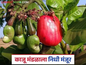 Maharashtra Kaju Mandal : काजू मंडळासाठी 1 कोटी 60 लाख रुपयांच्या निधी वितरणास मंजुरी, वाचा सविस्तर - Marathi News | Latest News Approval of Rs 1 crore 60 lakh for Maharashtra State Cashew Board, read in detail | Latest News at Lokmat.com