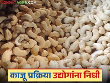 Agriculture News : राज्यातील 'या' 97 काजू प्रक्रिया उद्योगांना मिळणार निधी, वाचा सविस्तर  - Marathi News | Latest News Agriculture News 97 cashew processing industries in Maharashtra to get funds, read in detail | Latest News at Lokmat.com