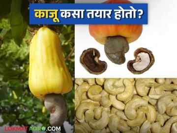 Kaju Prakriya : काजू बी मधून काजू काढण्यासाठी कोणकोणत्या प्रक्रिया करतात? वाचा सविस्तर - Marathi News | Kaju Prakriya : What are the processes used to extract cashew nuts from cashew seeds? Read in detail | Latest News at Lokmat.com Kaju Prakriya : काजू बी मधून काजू काढण्यासाठी कोणकोणत्या प्रक्रिया करतात? वाचा सविस्तर - Marathi News | Kaju Prakriya : What are the processes used to extract cashew nuts from cashew seeds? Read in detail | Latest News at Lokmat.com