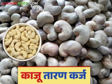 Kaju Taran Karj Yojana : शेतमाल तारण योजनेतून काजू तारण ठेवा; त्यावर कर्ज मिळवा - Marathi News | Kaju Taran Karj Yojana : Pledge cashews through the shetmal taran karj yojana; Get a loan on it | Latest News at Lokmat.com
