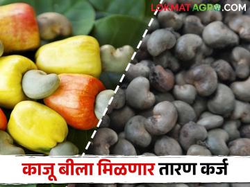 शेतकरी काजू बी शेतमाल तारण कर्ज योजनेच्या प्रतीक्षेत; कसे मिळते कर्ज? - Marathi News | Farmers are waiting for cashew seed farm collateral loan scheme; How to get a loan? | Latest News at Lokmat.com शेतकरी काजू बी शेतमाल तारण कर्ज योजनेच्या प्रतीक्षेत; कसे मिळते कर्ज? - Marathi News | Farmers are waiting for cashew seed farm collateral loan scheme; How to get a loan? | Latest News at Lokmat.com