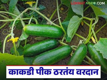 Kakdi Crop : कमी खर्च, जास्त उत्पन्न; काकडी पीक ठरतंय वरदान वाचा सविस्तर - Marathi News | latest news Kakdi Crop : Low cost, high income; Cucumber crop is proving to be a boon Read in detail | Latest News at Lokmat.com