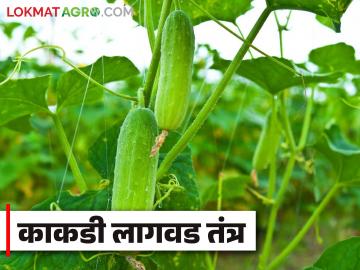 Kakadi Lagwad : काकडी लागवडीचे नियोजन करताय? लागवडीसाठी महत्वाच्या टिप्स - Marathi News | Kakadi Lagwad : Planning to cultivation cucumbers? Important tips for cultivation | Latest News at Lokmat.com