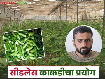 सीडलेस काकडीचा प्रयोग; दोन महिन्यात शेतकरी चंद्रकांत यांना लाखांवर नफा; वाचा सविस्तर - Marathi News | Seedless cucumber experiment, Farmer Chandrakant makes a profit of lakhs in two months; Read in detail | Latest News at Lokmat.com