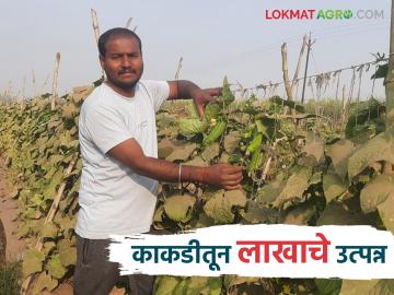 Farmer Success Story : उत्पादन खर्चात बचत करत टोमॅटोनंतर केली काकडीची लागवड; २५ गुंठ्यात १८ टन उत्पादन - Marathi News | Farmer Success Story : Cucumbers were planted after tomatoes, saving on production costs; 18 tons produced in 25 guntha | Latest News at Lokmat.com