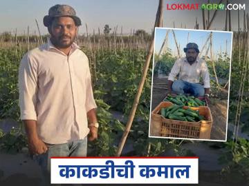 Kakadi Farming : अवघ्या एकरभर काकडीत लाख रुपयांचं उत्पन्न, मालेगावच्या शेतकऱ्यांची कमाल  - Marathi News | Latest News Income of lakhs of rupees from just one acre of cucumber, Malegaon farmers story | Latest News at Lokmat.com
