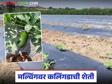 मल्चिंगवर कलिंगडाची लागवड, 55 ते 60 दिवसांचे पीक, 35 टनांपर्यंत उत्पादन, वाचा सविस्तर - Marathi News | Latest news Watermelon cultivation on mulching, 55 to 60 days crop, production up to 35 tons, read in detail | Latest News at Lokmat.com मल्चिंगवर कलिंगडाची लागवड, 55 ते 60 दिवसांचे पीक, 35 टनांपर्यंत उत्पादन, वाचा सविस्तर - Marathi News | Latest news Watermelon cultivation on mulching, 55 to 60 days crop, production up to 35 tons, read in detail | Latest News at Lokmat.com