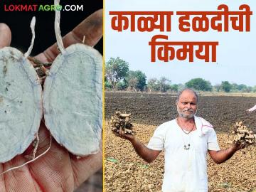 Farmer Success Story: पिवळ्या नव्हे काळ्या हळदीचा घोडेकर यांचा यशस्वी प्रयोग वाचा सविस्तर - Marathi News | Farmer Success Story: latest news Read Ghodekar's successful experiment with black turmeric, not yellow, in detail | Latest News at Lokmat.com