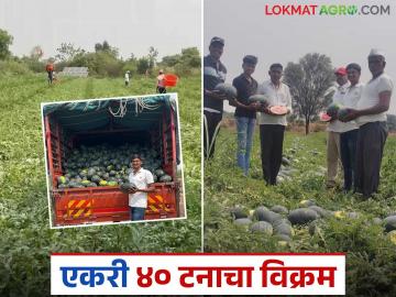 खोरच्या युवा शेतकऱ्याचा कलिंगड उत्पादनात विक्रम; आंतरपीक म्हणून मिरचीचा यशस्वी प्रयोग - Marathi News | Young farmer from Khor sets record in watermelon production; Successful experiment with chilli as an intercrop | Latest News at Lokmat.com