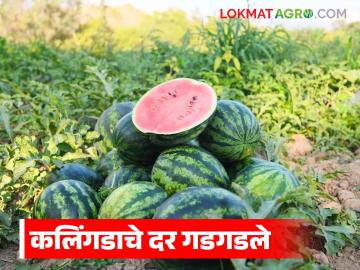 दहा दिवसांत कलिंगडाचे दर गडगडले, ठोक बाजारात प्रतिकिलो काय दर मिळतोय?  - Marathi News | Watermelon prices have plummeted in ten days, what is the price per kg being obtained in the wholesale market? | Latest News at Lokmat.com