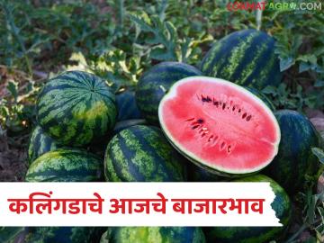 मुंबई-फ्रुट मार्केटमध्ये कलिंगडाची सर्वाधिक आवक, मुंबईसह इतर मार्केटमध्ये काय भाव मिळाला?  - Marathi News | Latest news Mumbai- Highest arrival of watermelon in fruit market see kalingad market prices | Latest News at Lokmat.com