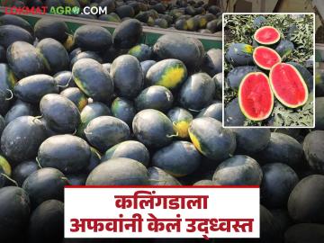 अफवांच्या वणव्यात केवळ कलिंगडच नव्हे तर शेतकऱ्यांच्या आशाही भस्मसात; काय आहे वस्तुस्थिती? - Marathi News | Not only watermelons but also the hopes of farmers are being destroyed in the fire of rumors; what is the reality? | Latest News at Lokmat.com