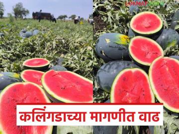 उन्हाच्या तडाख्यामुळे कलिंगडाच्या मागणीत झाली वाढ; वाचा प्रतिकिलो काय मिळतोय दर? - Marathi News | The demand for watermelon has increased due to the scorching heat; Read: What is the price per kg? | Latest News at Lokmat.com उन्हाच्या तडाख्यामुळे कलिंगडाच्या मागणीत झाली वाढ; वाचा प्रतिकिलो काय मिळतोय दर? - Marathi News | The demand for watermelon has increased due to the scorching heat; Read: What is the price per kg? | Latest News at Lokmat.com