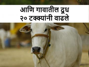 Dairy Farming: कामधेनूच्या योजनेच्या गावात दुधात झाली २० टक्के वाढ - Marathi News | Dairy Farming: 20 percent increase in milk production under Kamdhenu Dattak Gram yojana scheme villages | Latest News at Lokmat.com Dairy Farming: कामधेनूच्या योजनेच्या गावात दुधात झाली २० टक्के वाढ - Marathi News | Dairy Farming: 20 percent increase in milk production under Kamdhenu Dattak Gram yojana scheme villages | Latest News at Lokmat.com
