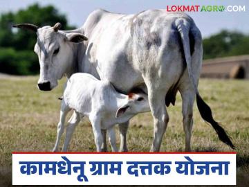 Agriculture News : कामधेनू ग्राम दत्तक योजनेने दुग्ध उत्पादनात वाढ कशी झाली? वाचा सविस्तर  - Marathi News | Latest News Kamdhenu Gram Dattak Yojana increases milk production by 20 percent in gondiya district Read in detail | Latest News at Lokmat.com