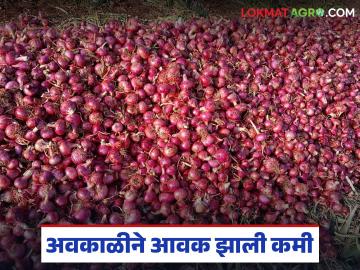 कांदा भिजल्यानं बाजारात आवक निम्म्यानं कमी; वाचा कमाल दरात झालीय का सुधारणा? - Marathi News | Market arrivals reduced by half due to onion damage by rain; Read the maximum price has been revised? | Latest News at Lokmat.com
