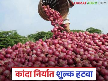 Onion Farmer Andolan : कांद्यावरील निर्यात शुल्क हटवा, नाशिकमध्ये शेतकऱ्यांचे धरणे आंदोलन - Marathi News | Latest News agriculture News Farmers protest in Nashik demanding removal of export duty on onions | Latest News at Lokmat.com