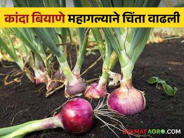 Agriculture News : कांदा बियाणे २ हजारावर ! - Marathi News | Agriculture News: Onion seeds at 2 thousand! | Latest News at Lokmat.com Agriculture News : कांदा बियाणे २ हजारावर ! - Marathi News | Agriculture News: Onion seeds at 2 thousand! | Latest News at Lokmat.com
