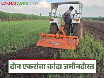 कांद्याला भाव नाही! दोन एकर पिकावर शेतकऱ्याची हतबल होऊन रोटाव्हेटर फिरवला वाचा सविस्तर - Marathi News | latest news There is no price for onions! The farmer, desperate, turned the rotavator on two acres of crops read in details | Latest News at Lokmat.com