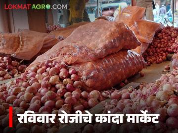 Kanda Market : पुणे, अहिल्यानगर मार्केटमध्ये सर्वाधिक कांदा आवक, आज काय दर मिळाले?  - Marathi News | Latest news Pune, highest onion arrival in Ahilyanagar market, see 2 november kanda market rates | Latest News at Lokmat.com